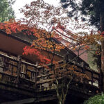 高山楓紅賞景趣Enjoy the colors of fall in Alishan