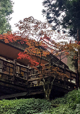 高山楓紅賞景趣Enjoy the colors of fall in Alishan