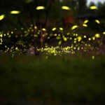 我們一起看火金姑