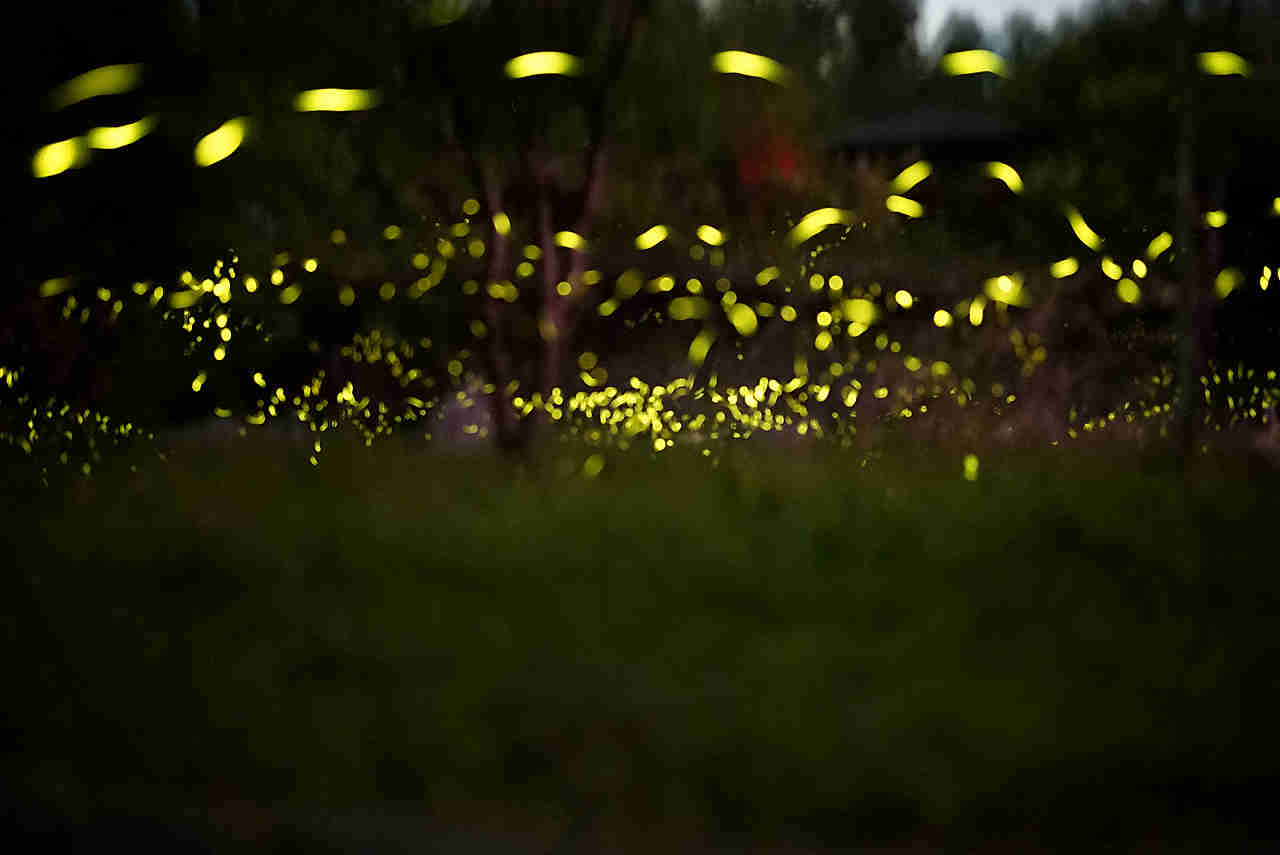 我們一起看火金姑