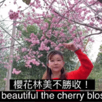 春暖花開賞櫻正是此時