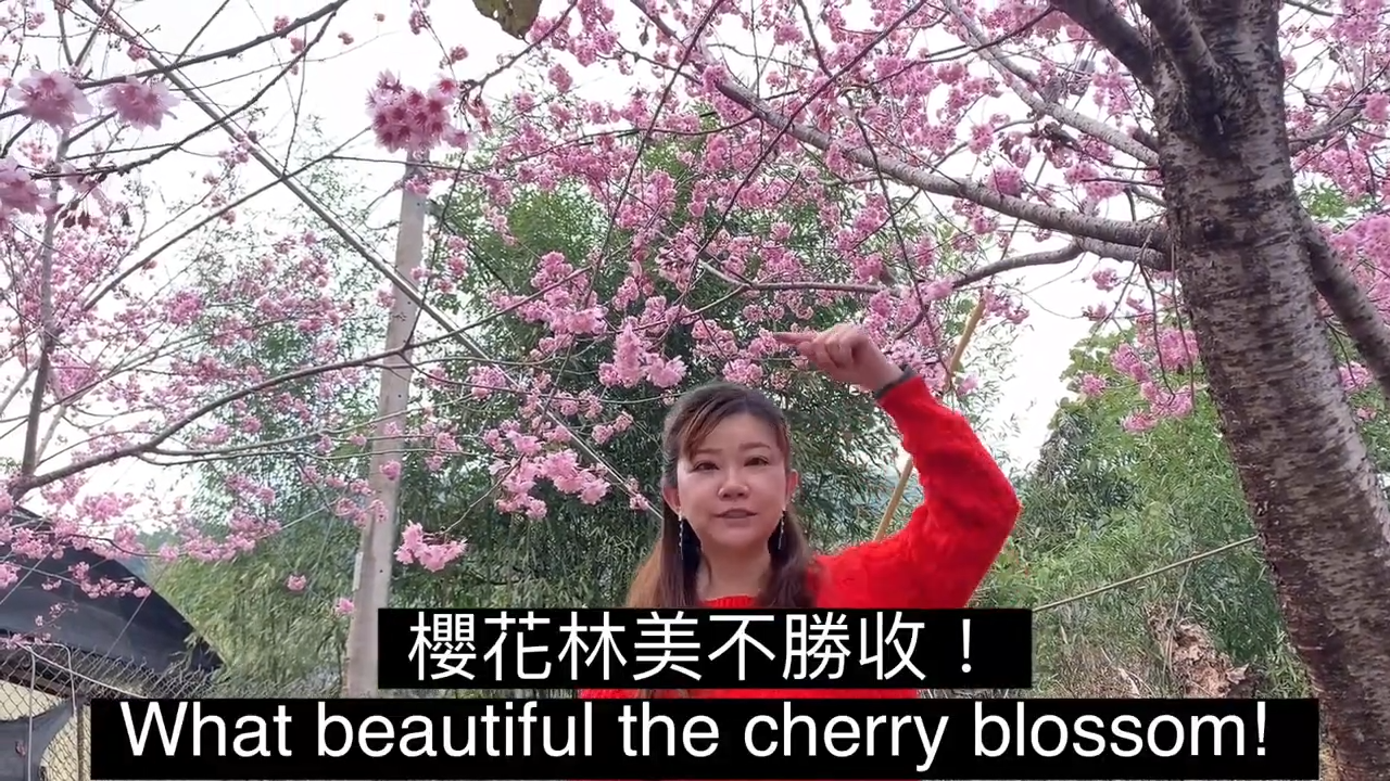 春暖花開賞櫻正是此時