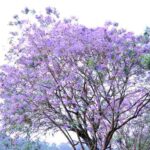 【春】藍花楹季-紫色花海