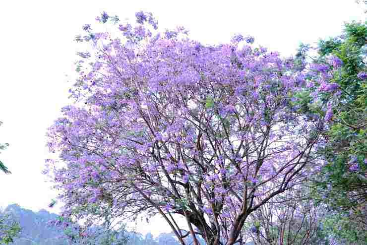【春】藍花楹季-紫色花海