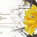 【春】又到了黃金風鈴木的季節囉！