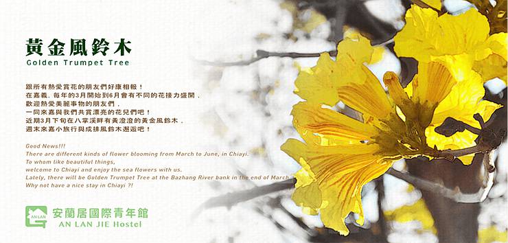【春】又到了黃金風鈴木的季節囉!