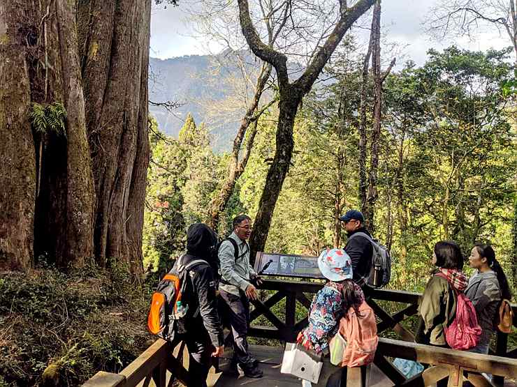 巨木群外看雲海 Sacred Tree Trip Alishan