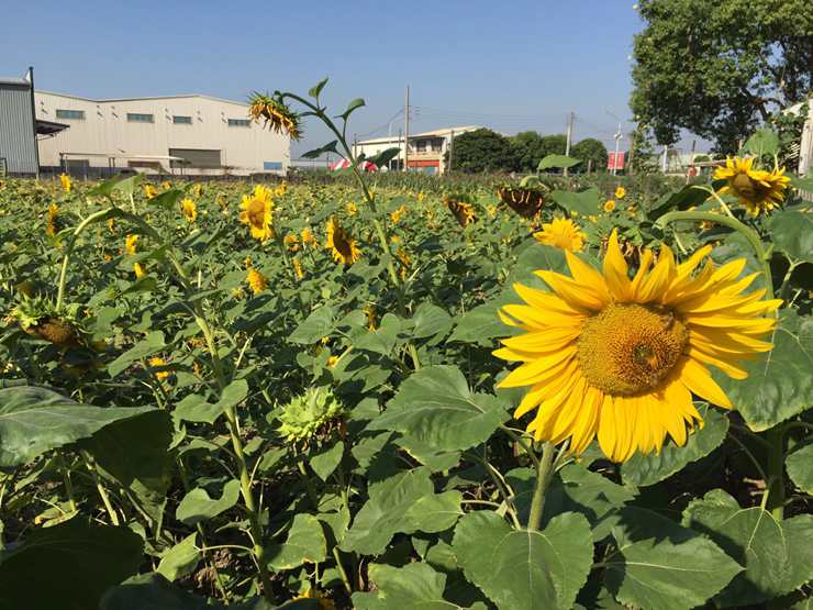 【春】嘉義太保市花海節