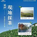 石棹現地採茶製茶