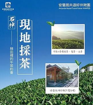 石棹現地採茶製茶