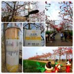 【春】林初埤木棉花道