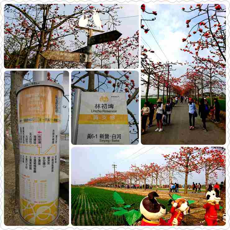 【春】林初埤木棉花道