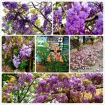 【春】瑞里紫藤花