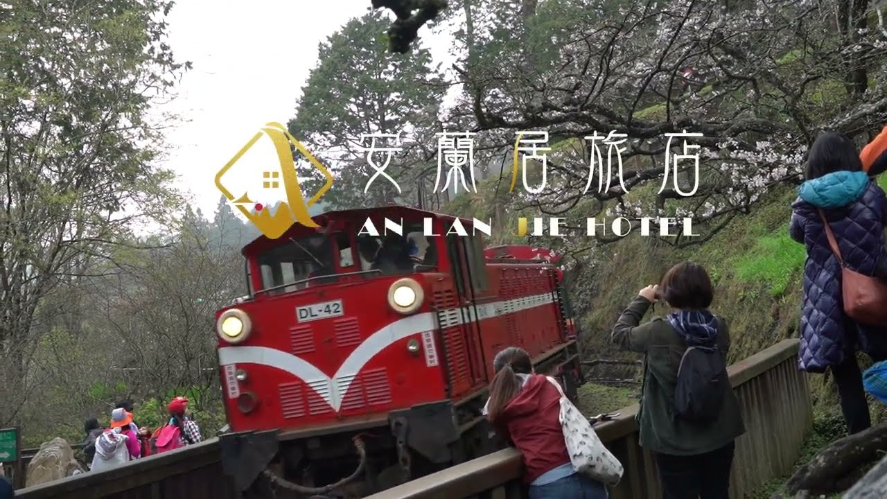 2023阿里山櫻花季